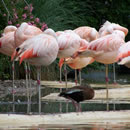 短信压力测试器